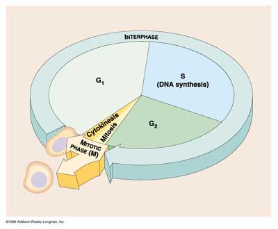 Mitosis (an overview)