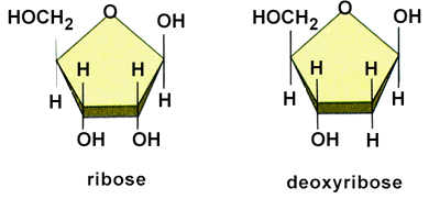 Pentose Ribose Structure Informational Macromolecule